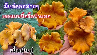 เจอแบบนี้กรี๊ดป่าแตก🍄🍄 #เก็บเห็ดต่างประเทศ #เก็บเห็ด #mushroom #kantareller