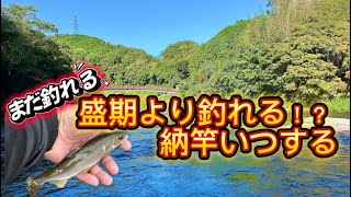 【鮎釣り】10月28日釣行　愛知県巴川まだ釣れます‼️