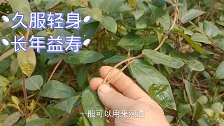 农村常见的一种植物名叫“忍冬藤”，就是金银花的藤，用处多价值高，遇见请珍惜