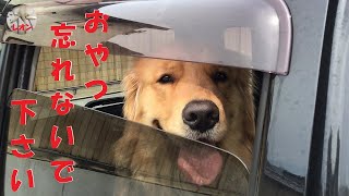 ゴールデンレトリバーは車で待てる子ちゃん【Golden Retriever Leon】