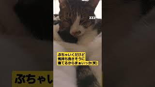 白目で眠るアポロさん。#cat #保護猫を家族に #保護猫 #保護猫動画 #保護猫を迎えよう #shorts #猫 #アポロ #白目