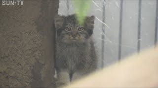 神戸どうぶつ王国 マヌルネコの赤ちゃん一般公開