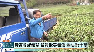 雨水太少！　雲林古坑茶樹枯死　沒春茶可收成｜華視新聞 20230322