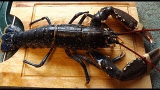 LOBSTER.How to prepare and cook a live lobster.