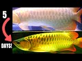 How To Boost ASIAN AROWANA Colour *FAST*! [Complete Guide]