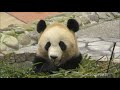 【もぐってモグモグ✨】🎀結たんの秘密基地 フリーズもあるよ🎶【おねえちゃんパンダ】giant panda yuihin ☆favorite places