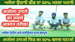 ਅਜੋਲਾ ਉਗਾਉਣ ਦਾ ਆਸਾਨ ਤਰੀਕਾ ||अजोला कैसे उगाए || Ajola farming || @ILTILANATV