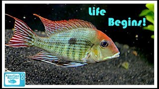 Geophagus Tapajos Breeding Project: Part 1 - The Beginning