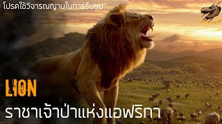 Lion (สิงโต) ราชาเจ้าป่าแห่งแอฟริกา !!!