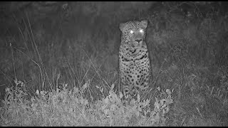 Djuma: Leopard-Molwati male along with Waterbucks at shallow end of dam - 13:21 - 06/07/2023