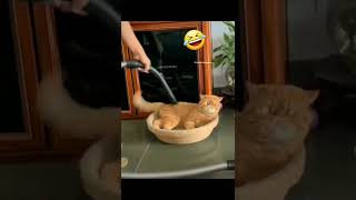 🐱തള്ളേ ഇത് എന്തോന്ന് കാണിക്കുന്നു 🐈 🤣🤣 | angry cat 😡 | cat life 🐈 | #trending  #shorts #animals #cat