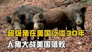 超级猪在美国泛滥30年，人猪大战美国落败，600万头猪怎么处理？