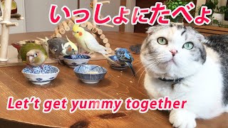 おやつも一緒の猫とインコ  Joyful snack time for cat and birds.【マンチカン】【セキセイインコ】【オカメインコ】【ウロコインコ】