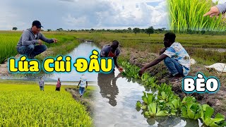 Thế Nhân || Lúa Đồng Loạt Cúi Đầu - Báo Hiệu Tin Vui Vào Đầu Năm Mới.