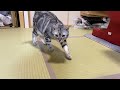 猫が生まれて初めてシャボン玉を見るとこうなります