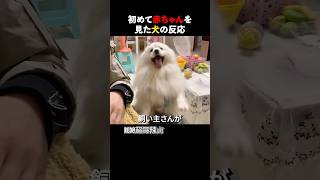 初めて赤ちゃんを見た犬の反応