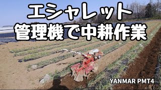 2022.3.12 管理機で中耕作業 エシャレット YANMAR PMT4