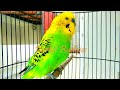 parkit gacor full isian gereja c.jenggot lovebird cungkok kenari masteran murai budgie parakeet