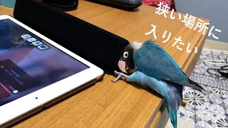 狭い場所が大好き！【ボタンインコのぶーちゃん】