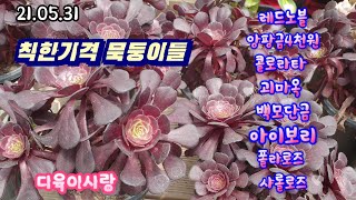 다육이사랑4탄/착한가격 묵은둥이들 많습니다/택배010 6301 7814 (korean succulent plants)