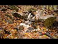 🌊🍁 Ultimate Autumn Stream Relaxation - 3H Soothing Water & Foliage 🍂🌧️ [4K 60FPS]