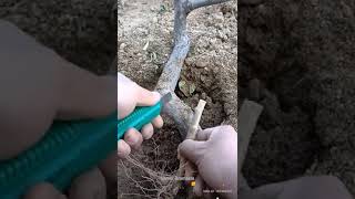 Grafting plants  / செடிகள் ஒட்டு கட்டும் முறை