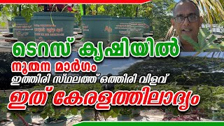 ടെറസ് കൃഷിയിൽ നൂതന മാർഗം- ഇത് കേരളത്തിലാദ്യം #kerala_business #malayalam #business_ideas