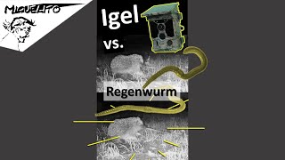 🦔 Igel vs. Regenwurm | Jetzt werden Regenwürmer geerntet | Wildkamera CY95 | hedgehog vs. earthworm