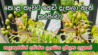 කොළ කෑවට ගෙඩි දැකලා නැති කරපිංචා | කලාතුරකින් දකින්න ලැබෙන දුර්ලභ දසුනක්