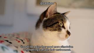 Why Do Cats Chase Their Tails? Discover the Surprising Reason Behind This Funny Behavior!