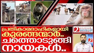 നായകളെ കൂട്ടക്കുരുതി നടത്തി കുരങ്ങന്മാർ.. I News about Monkeys revenge