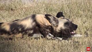 Wild dog calling