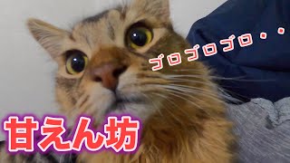 喉を爆音でゴロゴロ鳴らす甘えん坊すぎる猫【ソマリ】