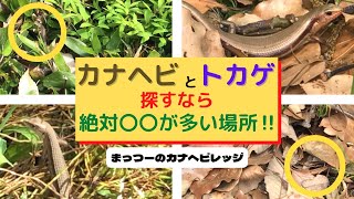 必ず見つかる🦎カナヘビ・トカゲはここで探そう🔍