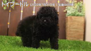 滋賀県｜トイプードル子犬｜2022.7.31生（生後44日目）｜ブラック｜女の子｜ペットショップHUG