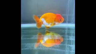 更紗らんちゅう　良物　１４ｃｍ  #金魚 #goldfish #らんちゅう