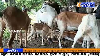 #kamyab tv#ମାଥିଲି#ମହିଳା ସମାଜ ସେବୀଙ୍କ ସହାୟତାରେ ପ୍ରାଣୀ ଚିକିତ୍ସା ଶିବିର ଅନୁଷ୍ଠିତ