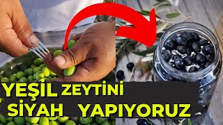 Yeşil Zeytini Siyah Yapıyoruz!!! Zeytin Nasıl Yapılır ? | Zeytin Nasıl Kurulur ?