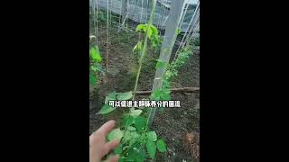 關於豆角怎麼掐头，才是最正確的方法呢？