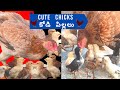 Chirping Sounds Baby Chicks | Jo Laali - SwarnaLatha Videos