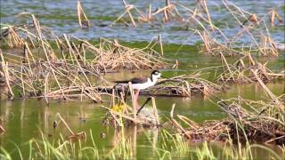 Black Stilt, a South Western Bird in Southern Illinios