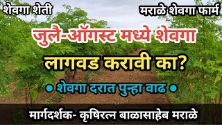 जुलै ऑगस्ट महिन्यात शेवगा लागवड करावी का?||Drumsticks Farming ||Moringa Farming ||Shevga lagwad