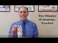 Two Minutes of Anatomy: Forefoot