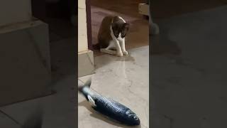 ഈ പൂച്ചയ്ക്ക് ഇതെന്തുപറ്റി ? 😂🤣 Funny Cat Reaction #shorts #short