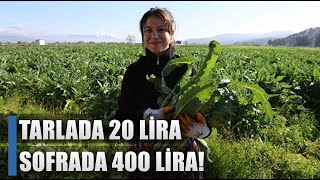 Tarlada 20 Lira Tabakta 400 TL! Çiftçilerin Gözdesi Yeşil Elmas / AGRO TV HABER