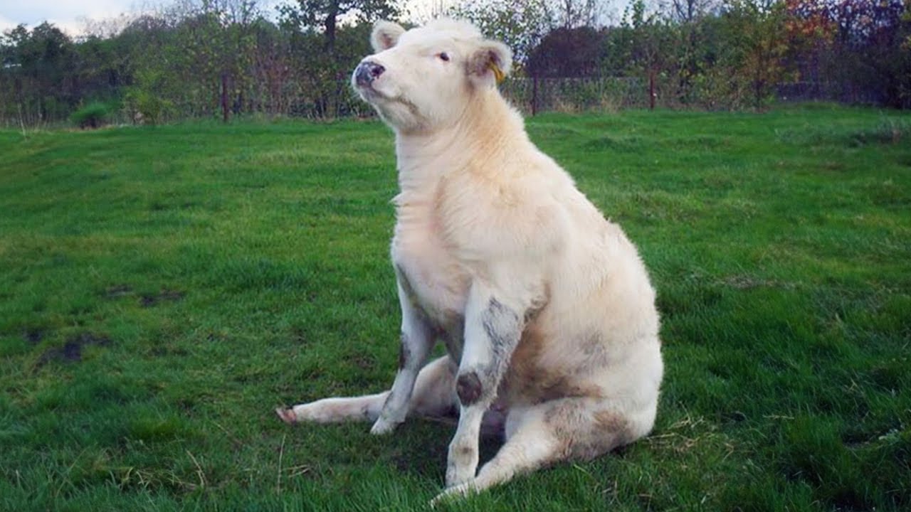 Sheep Breeding Tips Sorting Raddling And Inbreeding Prevention