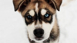 Northern Dogs Project | Conversations on Conservation [+Animal Welfare] - Episode 2