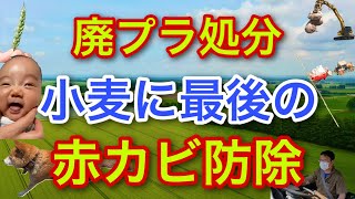 廃プラ処分【小麦に最後の赤カビ防除】