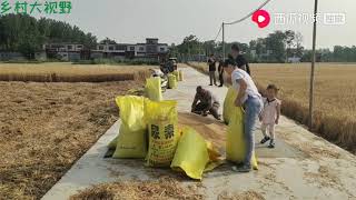 【乡村大视野】河南许昌：5亩多地收了36袋小麦，农村媳妇很知足，产量怎么样？