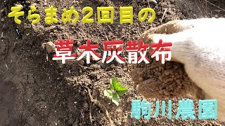 そらまめ2回目草木灰散布　駒川農園　24.12.1